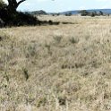 TZA SHI SerengetiNP 2016DEC25 Moru4Area 067 : 2016, 2016 - African Adventures, Africa, Date, December, Eastern, Month, Moru 4 Area, Places, Serengeti National Park, Shinyanga, Tanzania, Trips, Year